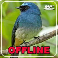 Masteran Selendang Biru Gacor icon