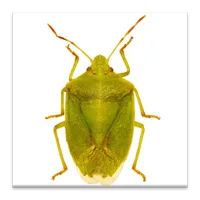 GA Cotton Insect Advisor icon