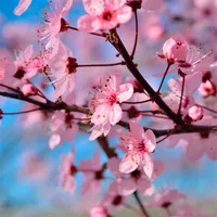 Sakura Wallpapers icon