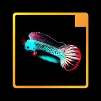 Wallpaper Ikan Channa icon