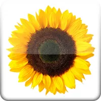 Costo y venta de flores icon
