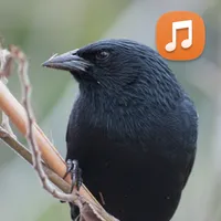 Canto de Pássaro Preto icon