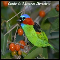 Canto Pássaros Silvestres icon