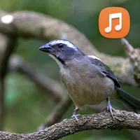 Trinca Ferro Cantando No Mato icon