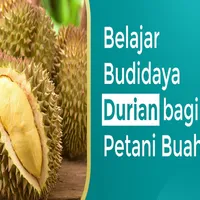 Cara Budidaya Durian icon