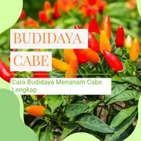 Cara Budidaya Menanam Cabe icon
