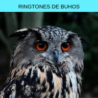 Ringtones buhos, tonos y sonid icon