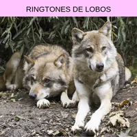 Ringtones de lobos, tonos y so icon