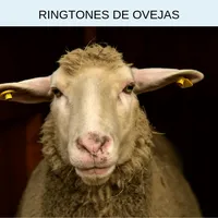 Ringtones de ovejas, tonos y s icon