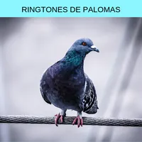 ringtones de palomas, tonos y  icon