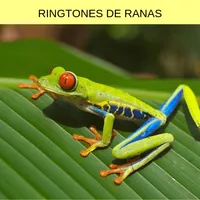 ringtones de ranas, tonos y so icon