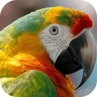 Images of Birds icon