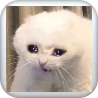ميمز القطط المضحكة - funny cat icon
