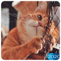 😻 Cute Cat Wallpapers HD 2020 icon
