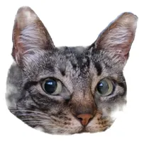 Cat Sounds icon