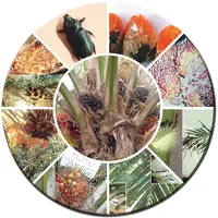 Oil Palm Pests English icon