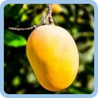 HUNTER FRUIT GUESS icon