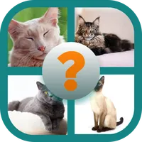 CATS QUIZ icon
