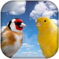 Goldfinch vscanary -top birds icon