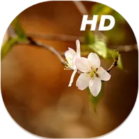 Cherry Blossom Live Wallpapers icon