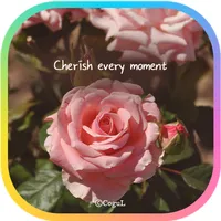 카카오톡 테마 - 매 순간 소중하게_핑크 로즈 icon