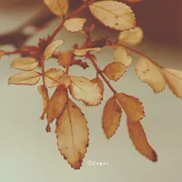 카카오톡 테마 - 찬바람이 스칠 계절 icon