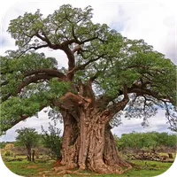 eTrees of Southern Africa icon