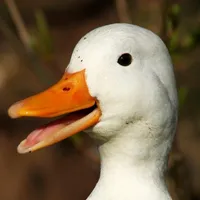 Pato icon