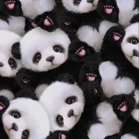 Cute Panda Wallpapers icon