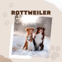 Rottweiler Dog Puppy icon