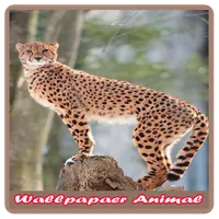 Cute Animal Wallpapers -> Uniq icon