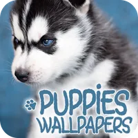 Puppies Wallpapers in 4K icon
