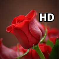 Rose HD Wallpapers | Best Rose icon