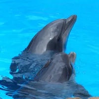 Dolphins - Sound to relax icon