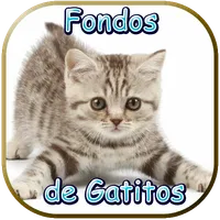 Fondos de Gatitos icon