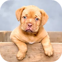 Animal Wallpaper 2023 icon