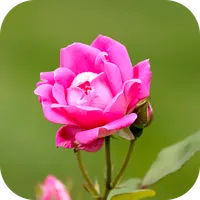 Flower Wallpaper 2023 icon