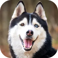 Husky Dog Wallpaper 2023 icon