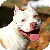 Pitbull Wallpaper 2023 icon