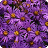 Asteraceae icon
