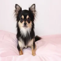 Chihuahua dog icon