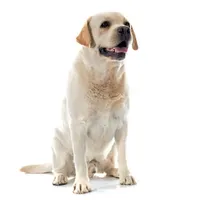 Labrador retriever dogs icon