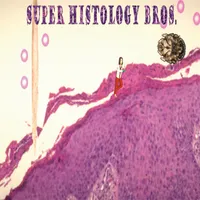 Super Histology Bros. icon