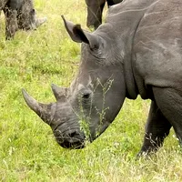 Kenya Travel Guide icon