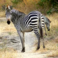 Zambia Safari Victoria Falls icon