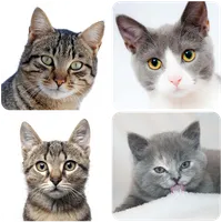 Cat Wallpapers icon