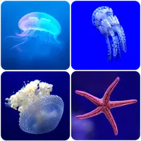 Underwater Wallpapers icon