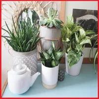 Guide Des Plantes Médicinale icon