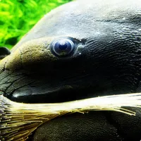 Jason's Plecos & Cichlids LLC icon