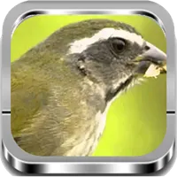 Trinca Ferro |Completos icon